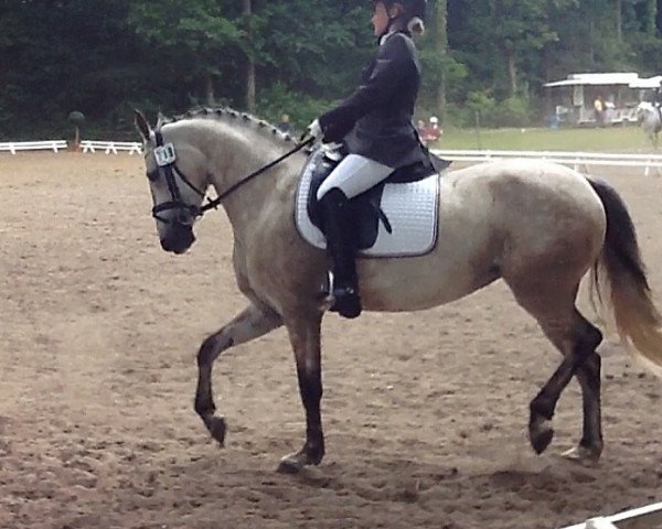 horse Jamira 30 (German Riding Pony, 2008, from Auheim's Maximus)