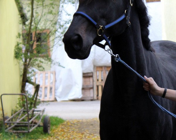 Pferd Bridle Ritch (Traber, 2008)