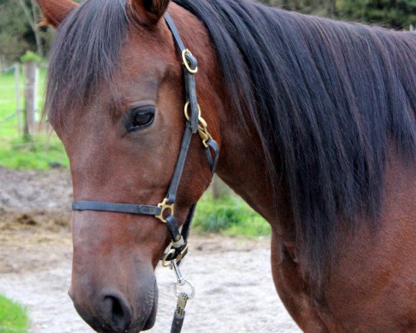 Pferd Diamond Butcher (Traber, 2010)