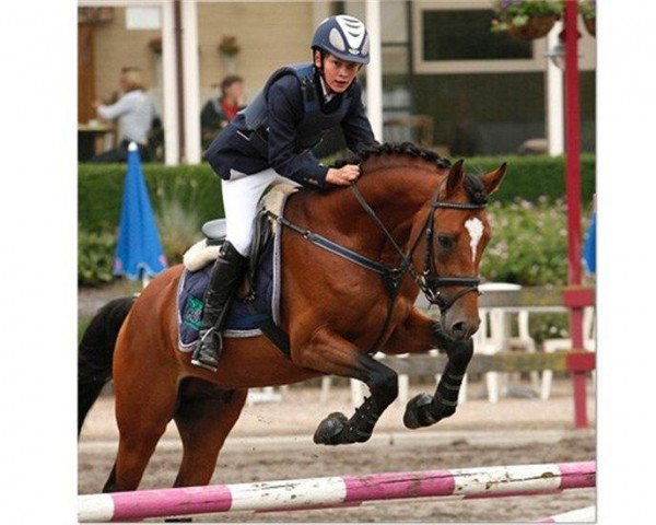 stallion Ahorn's Marengo (New Forest Pony, 2005, from Rodlease Mazurka)