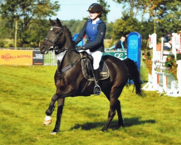 horse Carel (Belgian Riding Pony, 1995, from Rusty)