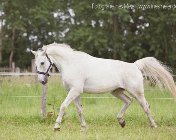 horse Don Picard 2 (German Warmblood, 1995, from Donar)