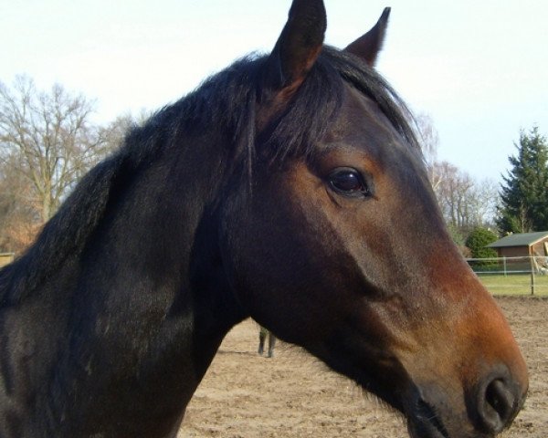dressage horse Don Romantik (German Warmblood, 2010, from Don Aparte)