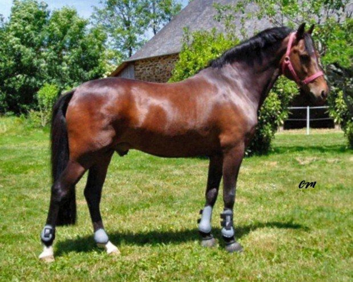 stallion Offem Minos (New Forest Pony, 1994, from Brummerhoeve's Boss)