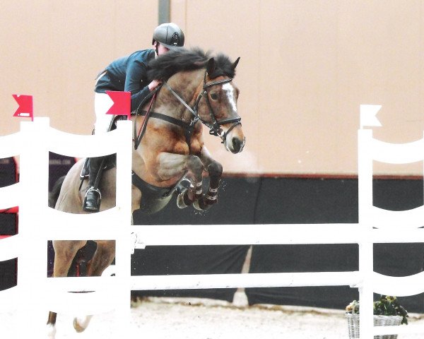 Pferd Hoppenhof's Batman (New-Forest-Pony, 2006, von Hoppenhof's Vivaldi)