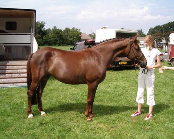 broodmare Hoppenhof's Marcia (New Forest Pony, 1997, from Melle Bruno) broodmare Hoppenhof's Marcia (New Forest Pony, 1997, from Melle Bruno)