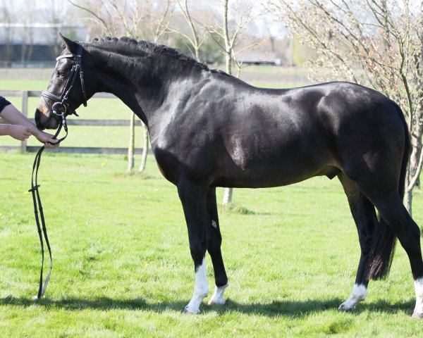stallion Bijsterhof's Diamond Dancer (KWPN (Royal Dutch Sporthorse), 2010, from Heitrak's Marvin)