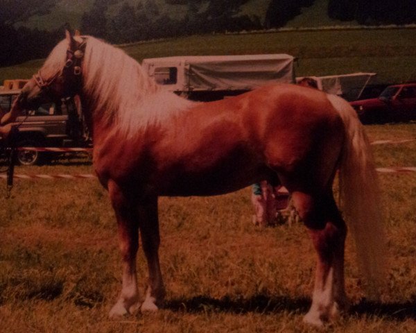 stallion Naxan (6,25% ox) (Edelbluthaflinger, 1989, from Nadin) stallion Naxan (6,25% ox) (Edelbluthaflinger, 1989, from Nadin)