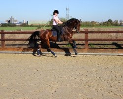 dressage horse Farlow 8 (Westphalian, 2004, from Fürst Piccolo)