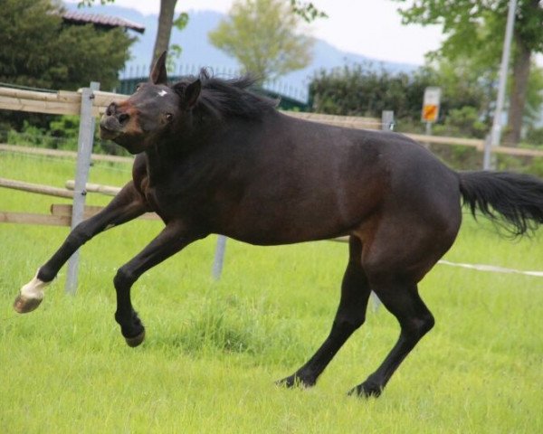 horse Fleur de Fidermark (Westphalian, 2004, from Fidermark)