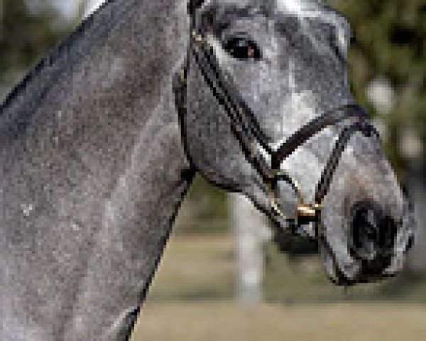 stallion Boudini (Oldenburg, 2010, from Baloussini)