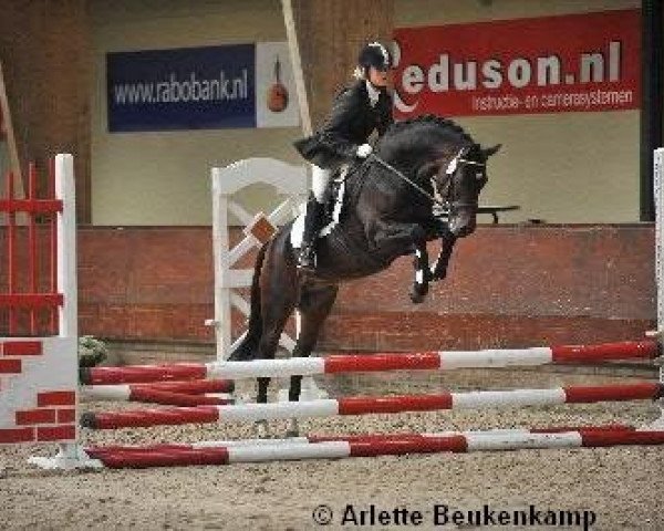 stallion Bloemkamp's Cojac (New Forest Pony, 2004, from Valentino)
