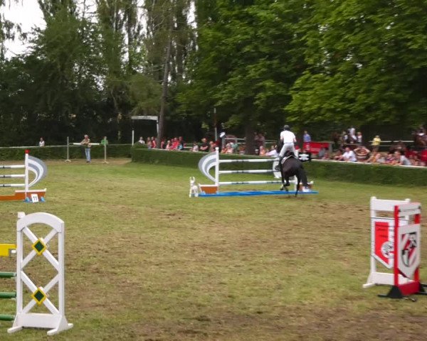 Reitturnier Westeregeln 2021
