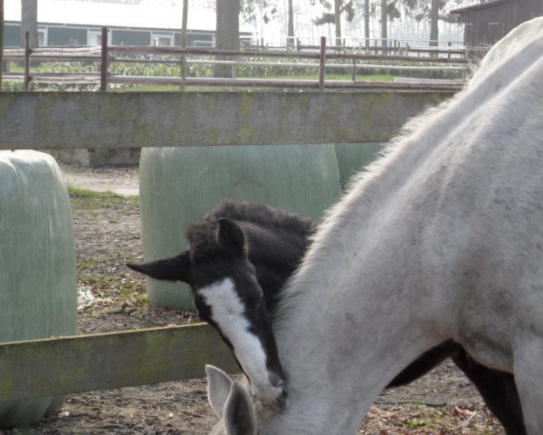 horse Bernardo (Westphalian, 2014, from Boudini)