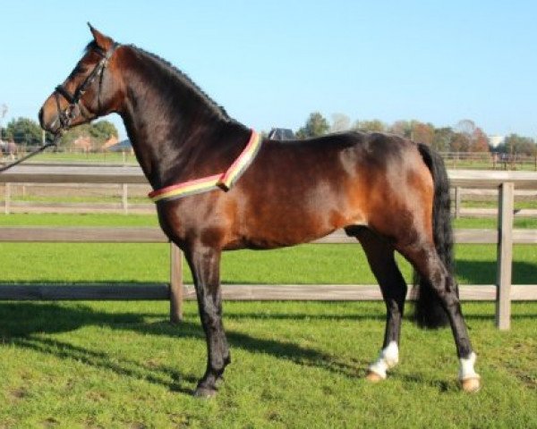 stallion Samba Boy (New Forest Pony, 2006, from Samba King)