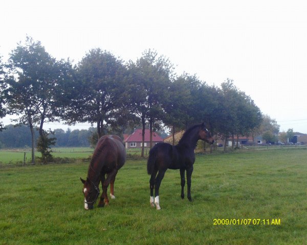 dressage horse Daily Dance 3 (Oldenburg, 2014, from Daily Deal)