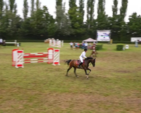 Reitturnier Westeregeln 2021