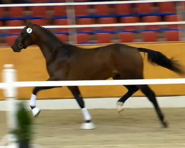 horse Humphrey van de C (KWPN (Royal Dutch Sporthorse), 2012, from Bretton Woods)