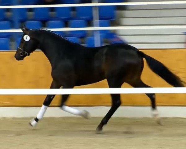 horse Hengst von Apache (Oldenburg, 2012, from Apache)