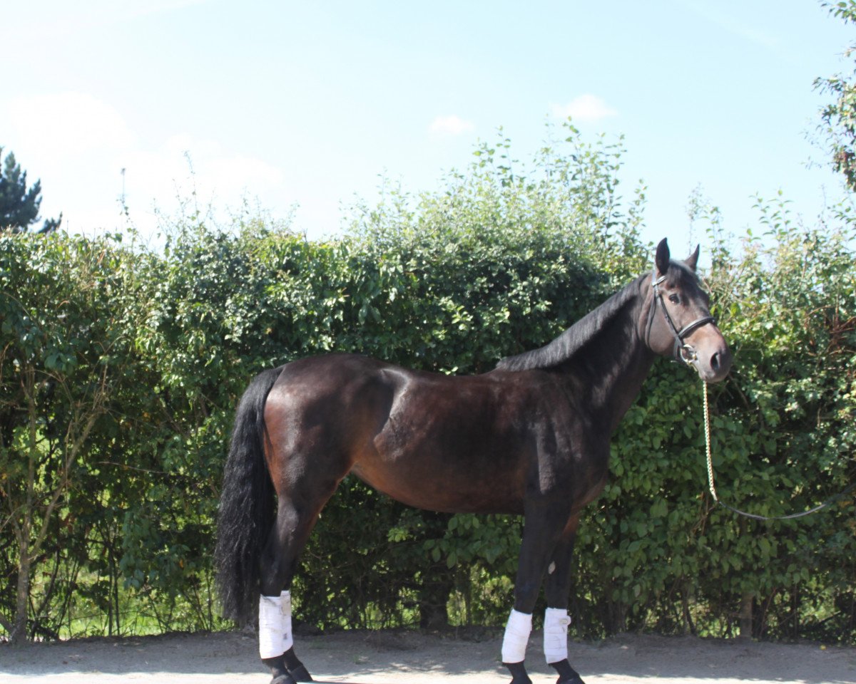 broodmare Cindy (Luxembourg horse, 2007, from Creve Coeur)