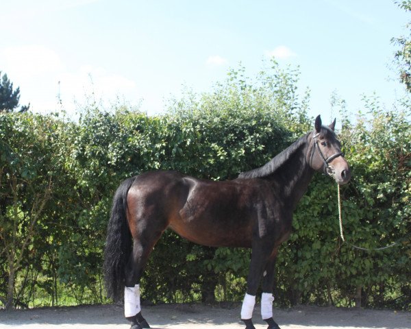 broodmare Cindy (Luxembourg horse, 2007, from Creve Coeur)