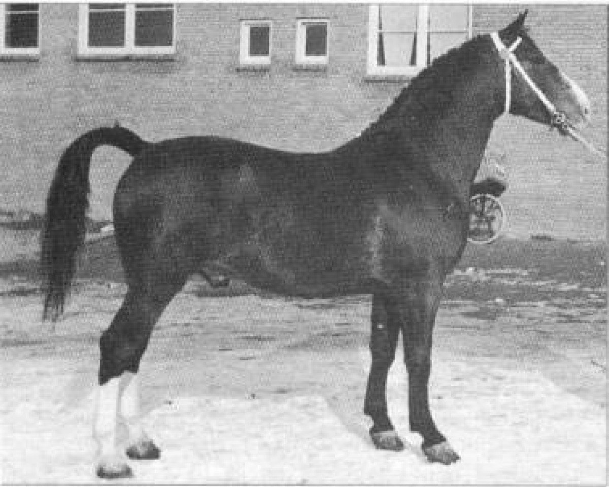 Deckhengst Olaf van Wittenstein (Gelderländer, 1950, von L'Invasion AN)
