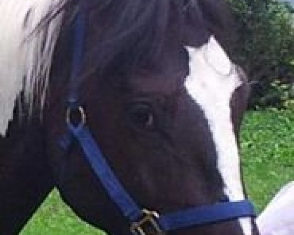 Pferd Rodos (Polnisches Warmblut,  )