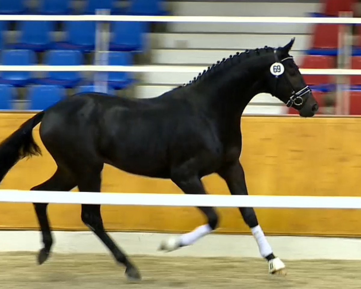 horse Scirocco (Oldenburg, 2012, from Self made)
