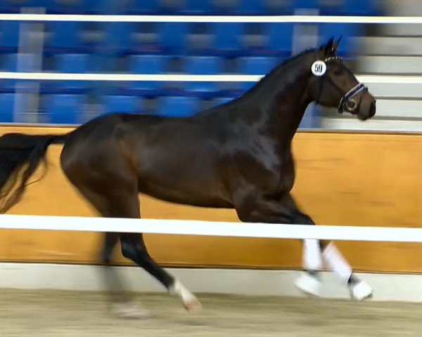 Pferd Hengst von Fidertanz (Oldenburger, 2012, von Fidertanz)