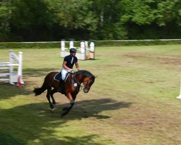 Reitturnier Westeregeln 2021