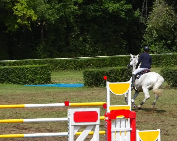 Reitturnier Westeregeln 2021