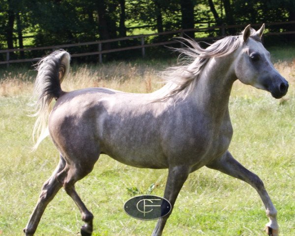 stallion Jenisseij ox (Arabian purebred, 2006, from WH Justice ox)