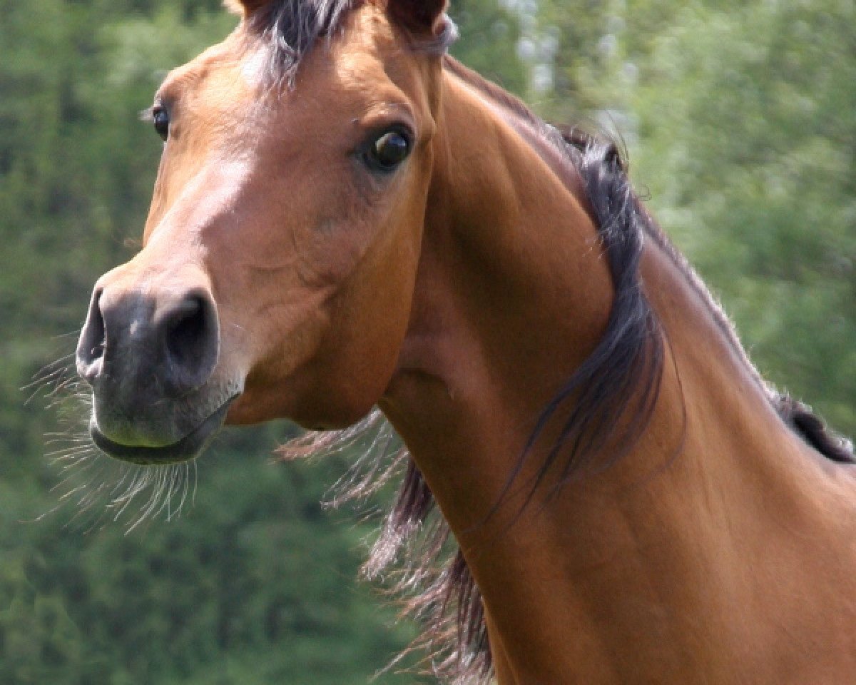 broodmare Menina ox (Arabian purebred, 1990, from Menes 1977 ox)