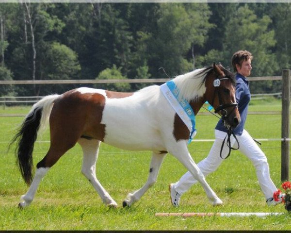 Zuchtstute Samira (Lewitzer, 2010, von Pares von Lauterbach)