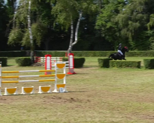 Reitturnier Westeregeln 2021