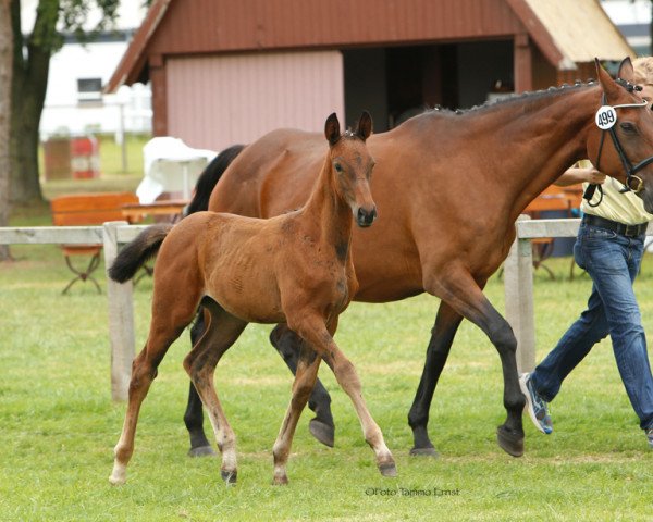Pferd Lady Stalypsia LM (Hannoveraner, 2014, von Stalypso)