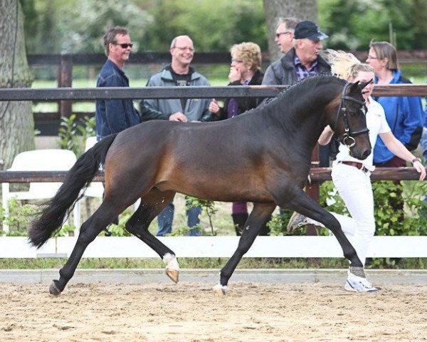 stallion Cassius D.J. (New Forest Pony, 2011, from Calimero)