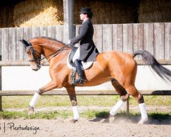 dressage horse Cataldo 4 (German Warmblood, 2004, from Caretello B)