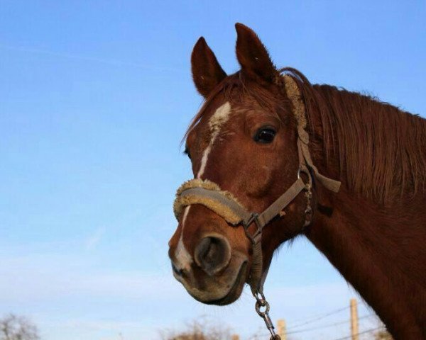 horse Landstreicher (Hessian Warmblood, 2002, from Landor S) horse Landstreicher (Hessian Warmblood, 2002, from Landor S)