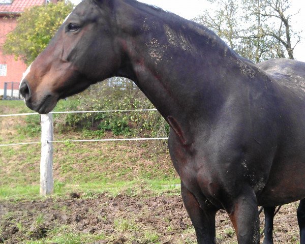 Kůň Fee (Hannoverský, 1999, od Fabriano)