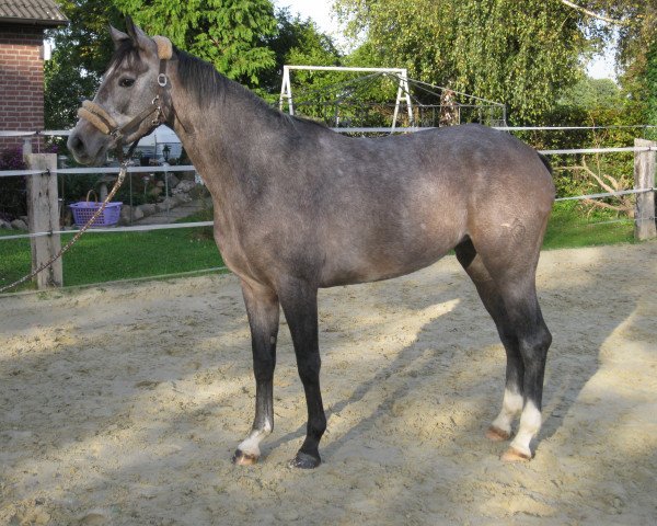 horse Emelie (Westphalian, 2011, from Eminem J)
