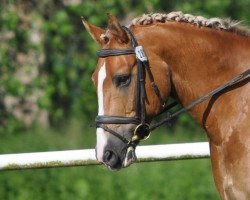 dressage horse Pirat 256 (German Riding Pony, 1998)