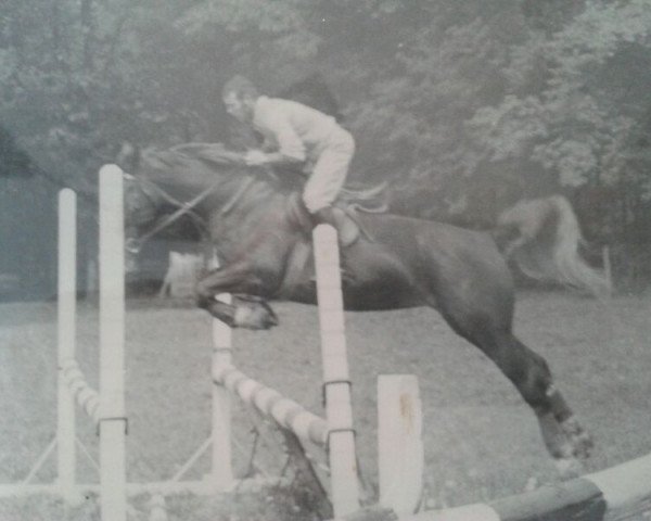 Zuchtstute Carola (Gelderländer, 1961, von Silvester) Zuchtstute Carola (Gelderländer, 1961, von Silvester)