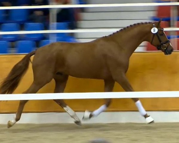 Pferd Damon's Pride (Oldenburger, 2012, von Damon Hill)