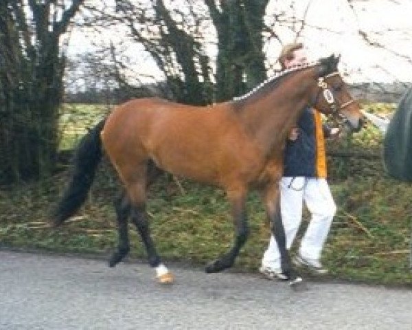 horse Angels Ditch Tiny Tim (New Forest Pony, 1994, from Chungel Fury)