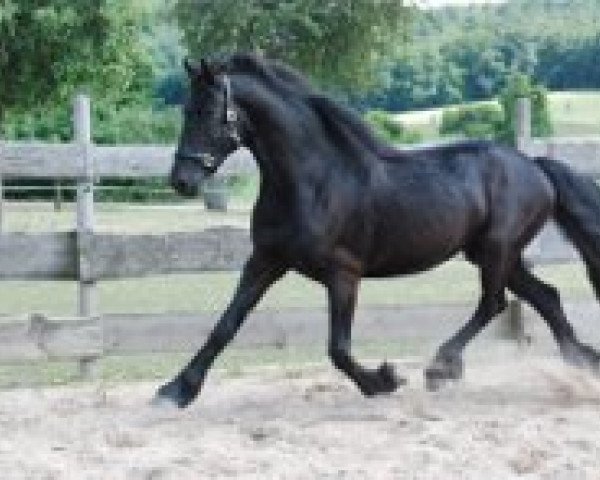 broodmare Ireen vd Zathe van Diepensloot (Arabofriese, 2010, from Yk Dark Rico S)