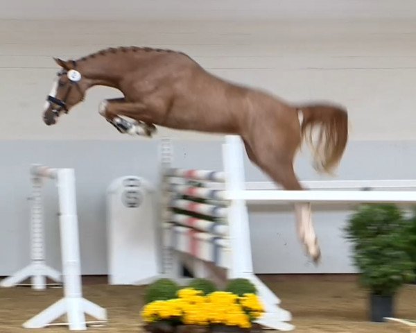 Deckhengst Atlantus Blue (Oldenburger Springpferd, 2012, von Jumex Sport Atlantus)