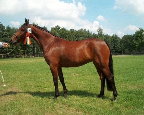 broodmare Brummerhoeve's Johanne (New Forest Pony, 2001, from Justice H.R.)