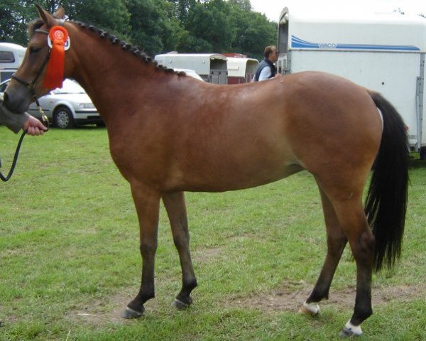 horse Brummerhoeve's Pearl (New Forest Pony, 2004, from Emmickhoven's Diego)