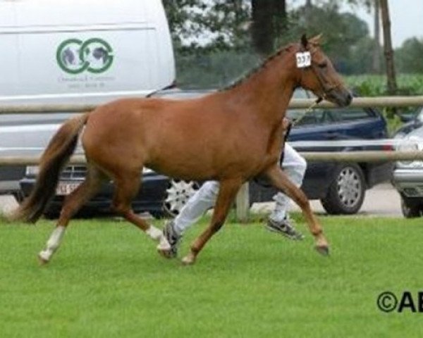 Pferd Brummerhoeve's Minerva (New-Forest-Pony, 2005, von Brummerhoeve's Boss)